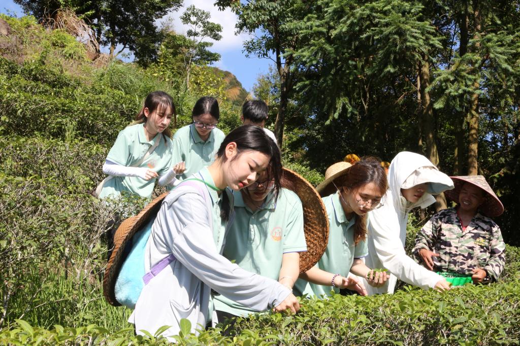 实践队队员学习采茶知识，帮助茶农采茶